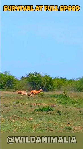 Cheetah vs Impala Chase — Survival at Full Speed! #EpicChase #Wildlife #Shorts