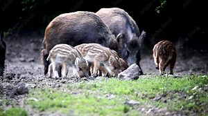 Feral pigs, sow and piglets rooting for food
