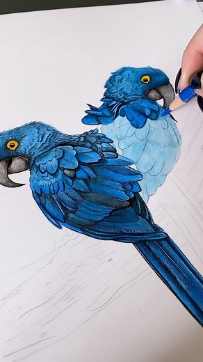 drawingsbymia.art on Instagram: "The drawing process “Hyacinth macaw” . . . . . . . . #coloredpencils #nawden #colouredpencils #coloredpencil #coloredpencildrawing #artbird #fyp #macaw #illustration #instagramreels #realisticdrawing #animalartistry #birdartist #coloredpencil #artistoninstagram #aestetic #art_4world #wildlifeart #wildlifedrawing #drawingoftheday #birddrawings #painting #reelsdrawing #hyperrealisticdrawing #reelart #drawingsketch #drawingvideo #artistdrop #artofdrawing #instareels