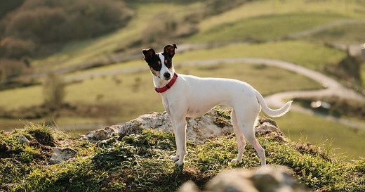 Bodeguero andaluz, un perro ratonero con un carácter alegre y amoroso