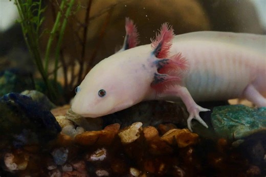 Axolotl - All You Need To Know