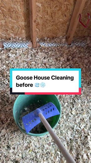 Efficient Goose House Cleaning Tips