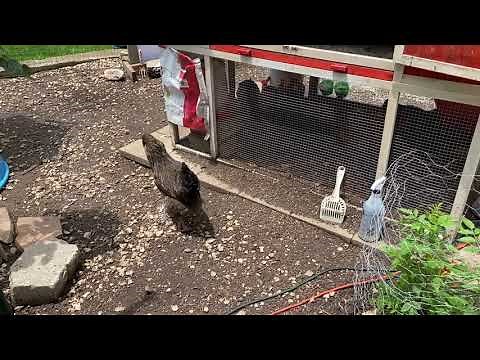 Why Is My Hen Acting Like A Rooster?! - Five Minute Chicken Tips