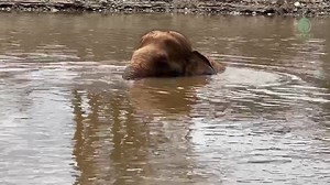 14K views · 1.4K reactions | Medo’s Life Before & After Rescue Medo...