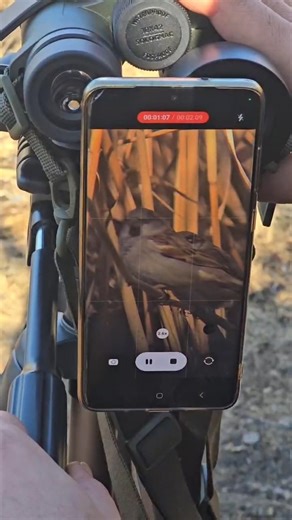 🪶 Ev serçesi (Passer domesticus)#kuş #digiscoping #wildlife