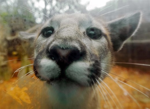 Akron Zoo's new mountain lion cubs make their debut