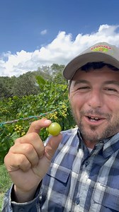 254K views · 3.6K reactions | Aka muscadine #houstontexas #grapes #GrapeFarm #muscadine #gardening | Farmer Froberg | Facebook