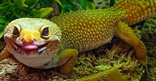 Gecko Lifespan: How Long Do Geckos Live?