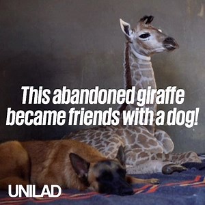 826K views · 13K reactions | This abandoned baby giraffe became best friends with a Belgian Malinois  | UNILAD | Facebook