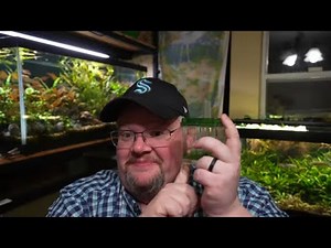 King of water clarity? Why the Box Filter is a secret weapon for your aquarium!