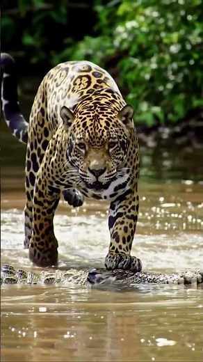 Jaguar running in the river #wildlife #wildlifeentertainment #cuteanimal #animals #caiman #jaguar