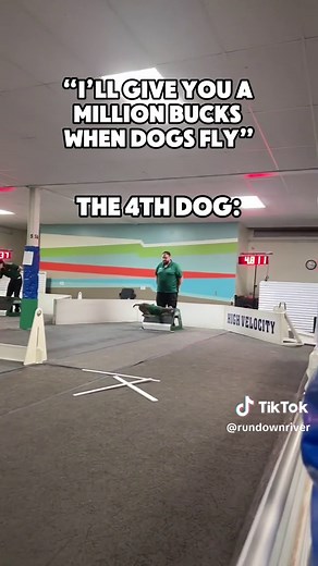 Dogs Flying in Flyball: Hilarious & Adorable Canine Games