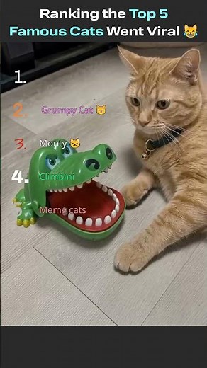 Ranking the Top 5 ﻿Famous Cats Went Viral