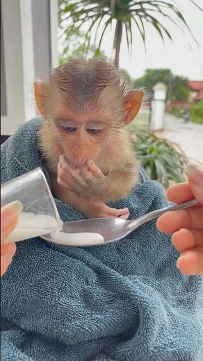 Baby monkey Susu has diarrhea. Mother mixed medicine for him to drink.😤
