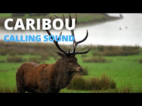 Caribou Calling Sound