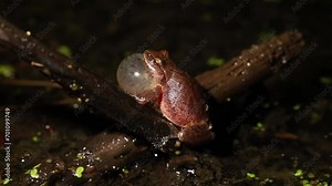 A male spring peeper (Pseudacris crucifer) produces high-pitched "peep" sounds to attract a female for mating in a wetland in northeast Ohio.