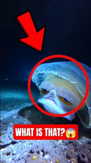 Top 3 Weirdest Animal Ever Discovered😱
