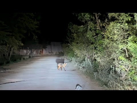 Scary Drive through the Notorious Haunted Forest at Night 2