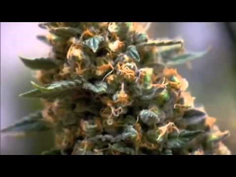 The Science of Marijuana PBS Documentary