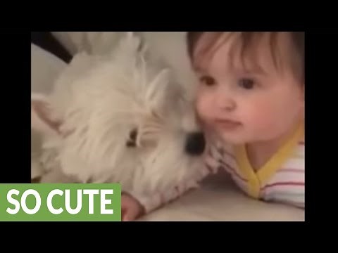 Westie puppy and baby share priceless moment