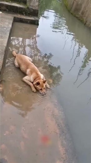 Cute Doing Funny Things 🐶