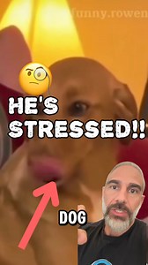 Context MATTERS! Who the dog is and their NORMAL disposition MATTERS!It’s so easy to make assumptions about what is going on. As humans, we have a natural tendency to try and fill in the gaps. Remember, there are many reasons why dogs exhibit certain behaviors. It’s not always good and it’s not always bad. This is why when I work with clients, I ask so many questions and try to get down to the ROOT of the issue to see if there even is an issue. 🗣️ Also, stress in and if itself is NOT BAD. What 