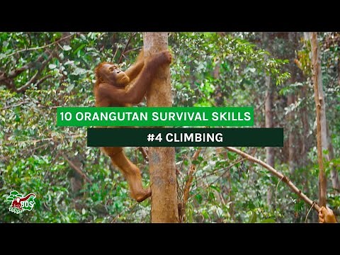 #4 CLIMBNG - 10 ORANGUTAN SURVIVAL SKILLS