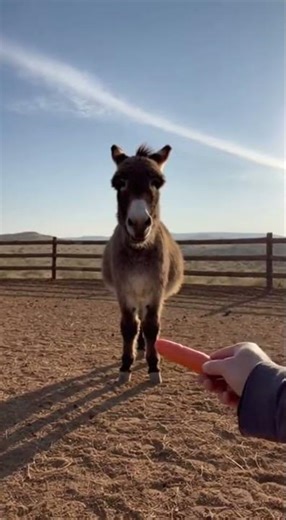 Feral Donkey Accepts First Carrot From Human