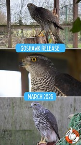 GOSHAWK RELEASE! 💛🧡 Back in January this Eurasian Goshawk (Accipiter gentilis) was found grounded at the side of a road unable to fly! Goshawks are very elusive birds and so finding and being able to approach one can never be a good sign. Once admitted to us his initial examination showed he was thin and his one shoulder was severely dislocating! We decided to see if strapping his wing and giving him cage rest would help tighten the tendons around the shoulder in the hope he would be able to f