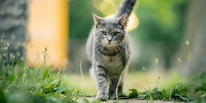 Ataxia cerebelosa en gatos, ¿qué es y cómo se desarrolla esta enfermedad?