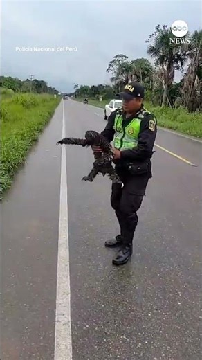 Police rescue sloth on the road