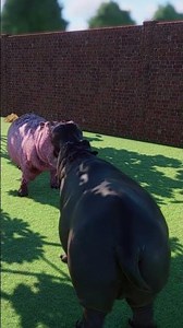 ALBINO HIPPO VS HIPPO - PZ