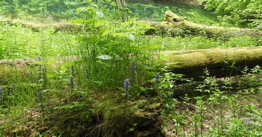 Strictly protected areas in the EU Biodiversity Strategy for 2030