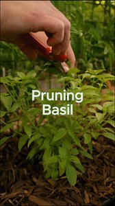 5.1K views · 55 reactions | Pruning your basil often when it's first planted helps ensure a large, well-branched plant. Keep cutting back all over the plant above two sets of leaves, and before long, you'll have a full, beautiful basil plant! This means a larger harvest for you or more flowers for the pollinators. #Basil #herbs #pruning #gardentips #pollinators | Growing in the Garden | Facebook