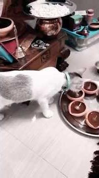 Every mess has a cute little reason — Kittu!#funnyanimal #funnycat #kitten #ytshorts #pets#shorts