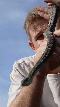 FIRE Red Sided Garter Snake Found in Oregon!