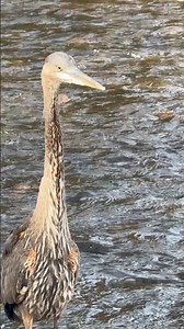 Bird be scaring my fish