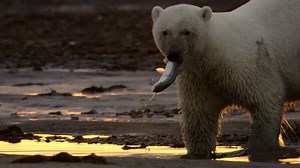 A polar bear hunting for fish in the Russian arctic | Britannica