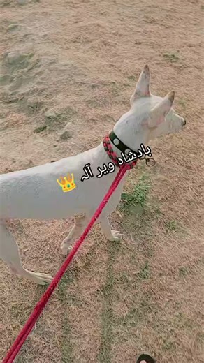 mosin (@mosin4902)’s videos with original sound - ثقلین رجوعہ🎭