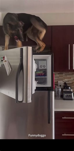 Funny German Shepherd Compilation