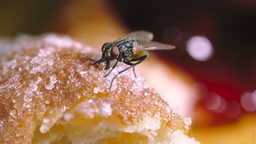 Repel flies from your house with a DIY remedy from your kitchen