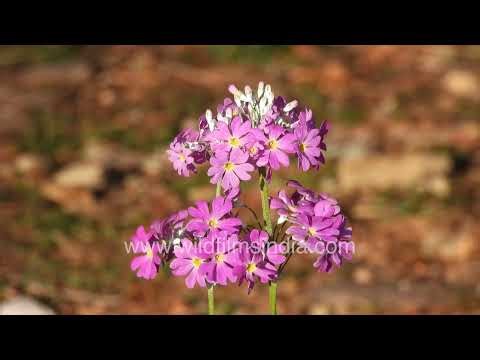 Primula vulgaris: Sit back, relax, enjoy serene charm of early-season garden flowers in full bloom