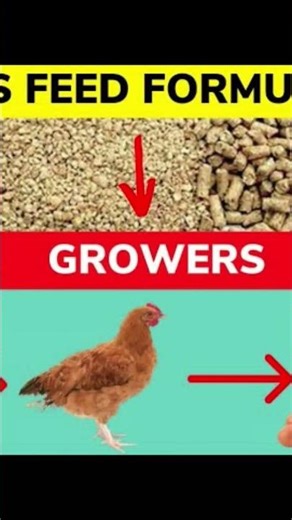 THE LAYERS FEED FORMULATION #chicken #lifeisbutadream #december22 #backyardchickens