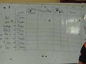 Fill in the taxonomic classification (Domain, Kingdom, Phylum, ... | Filo
