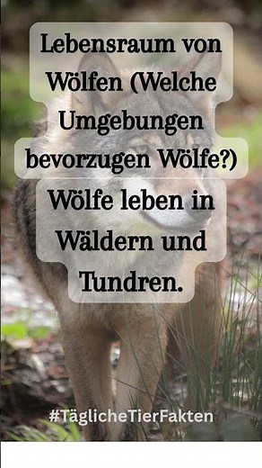 Wo fühlen sich Wölfe zu Hause? Entdecke ihre Lebensräume!