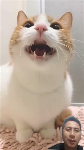 Cute Cat Meowing for Food | Adorable Hungry Meow That Melts Hearts! #cuteCat #hungryCat