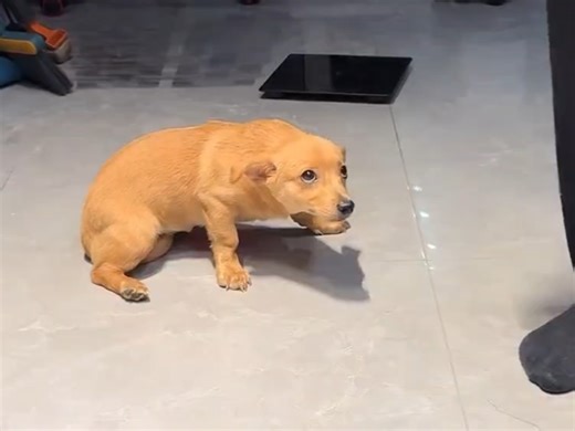 就看这认错熟练度就是个惯犯-杰佩托Geppetto-萌物-哔哩哔哩视频