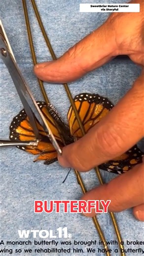 An injured monarch butterfly was able to fly again after undergoing a wing transplant at a nature preserve in Long Island, New York🦋 Sweetbriar Nature Center shows the insect undergoing the procedure. | WTOL 11
