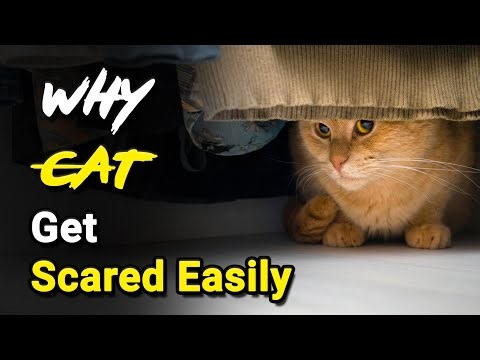 Why Cats Get Scared Easily 😿🔊