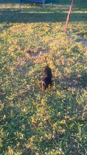 #dachshundsoftiktok #dachshundpuppy #wirehaireddachshund #dachshundlife #dachshunds #smoothdachshund #dachshundlovers #smoothdachshund #doxie #fypage #viral | Katelyn Martin